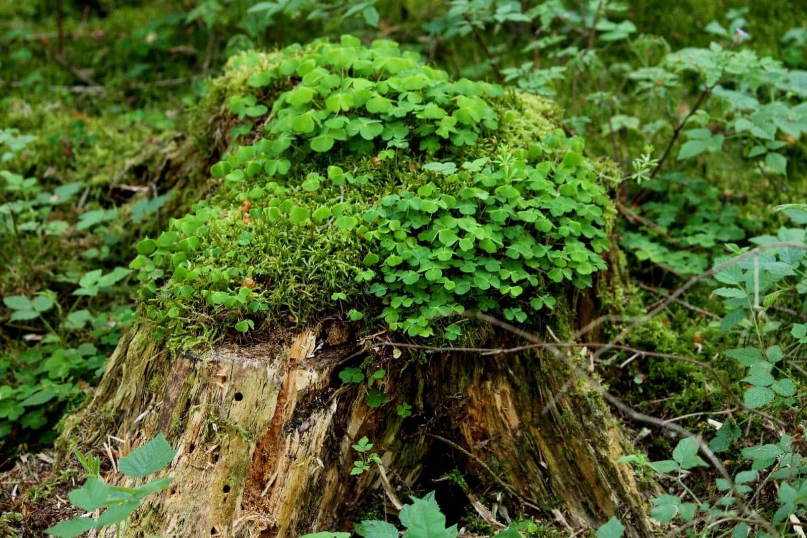 Moos und Baumstumpf im Wald