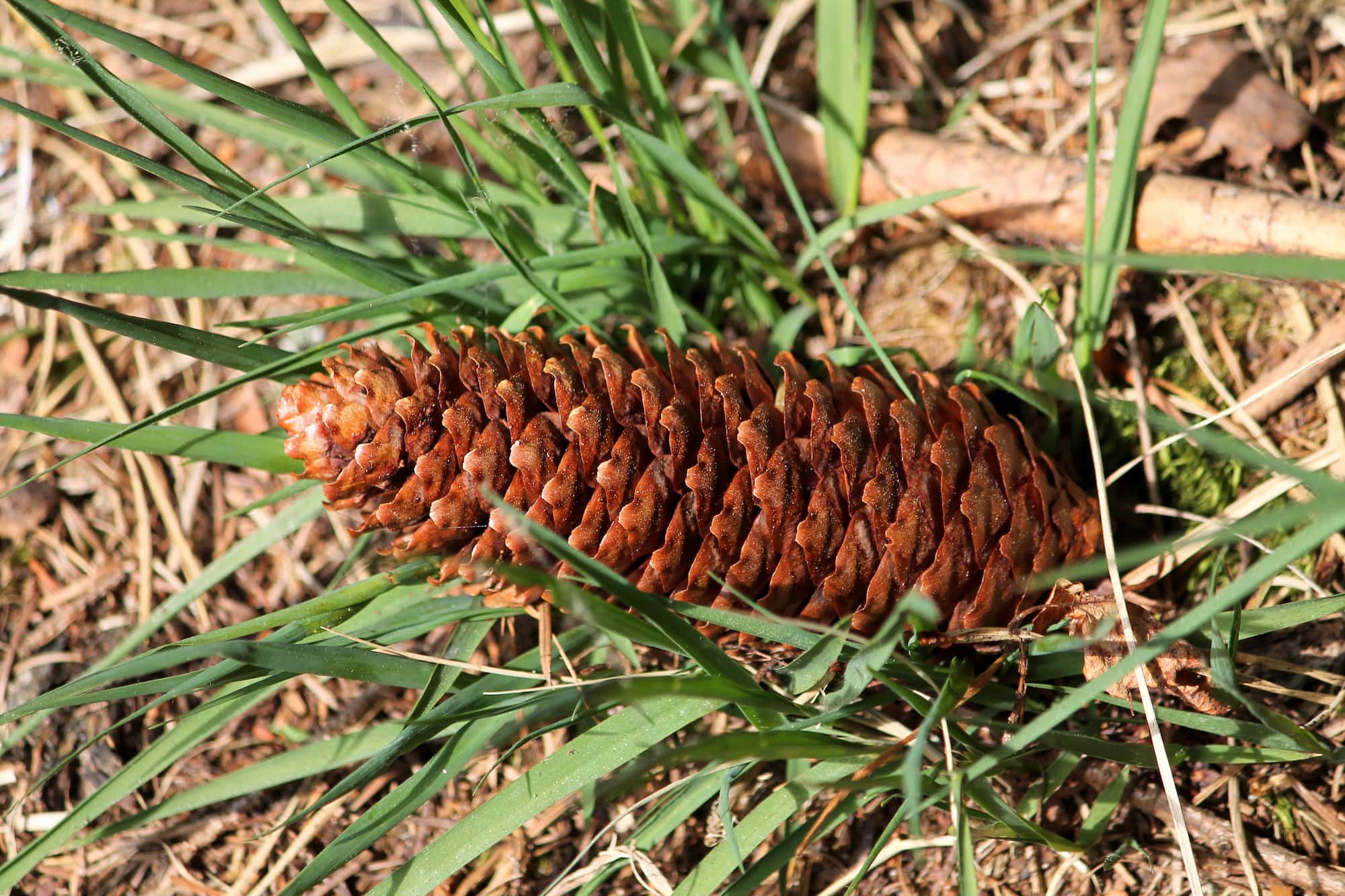 Tannenzapfen auf dem Waldboden