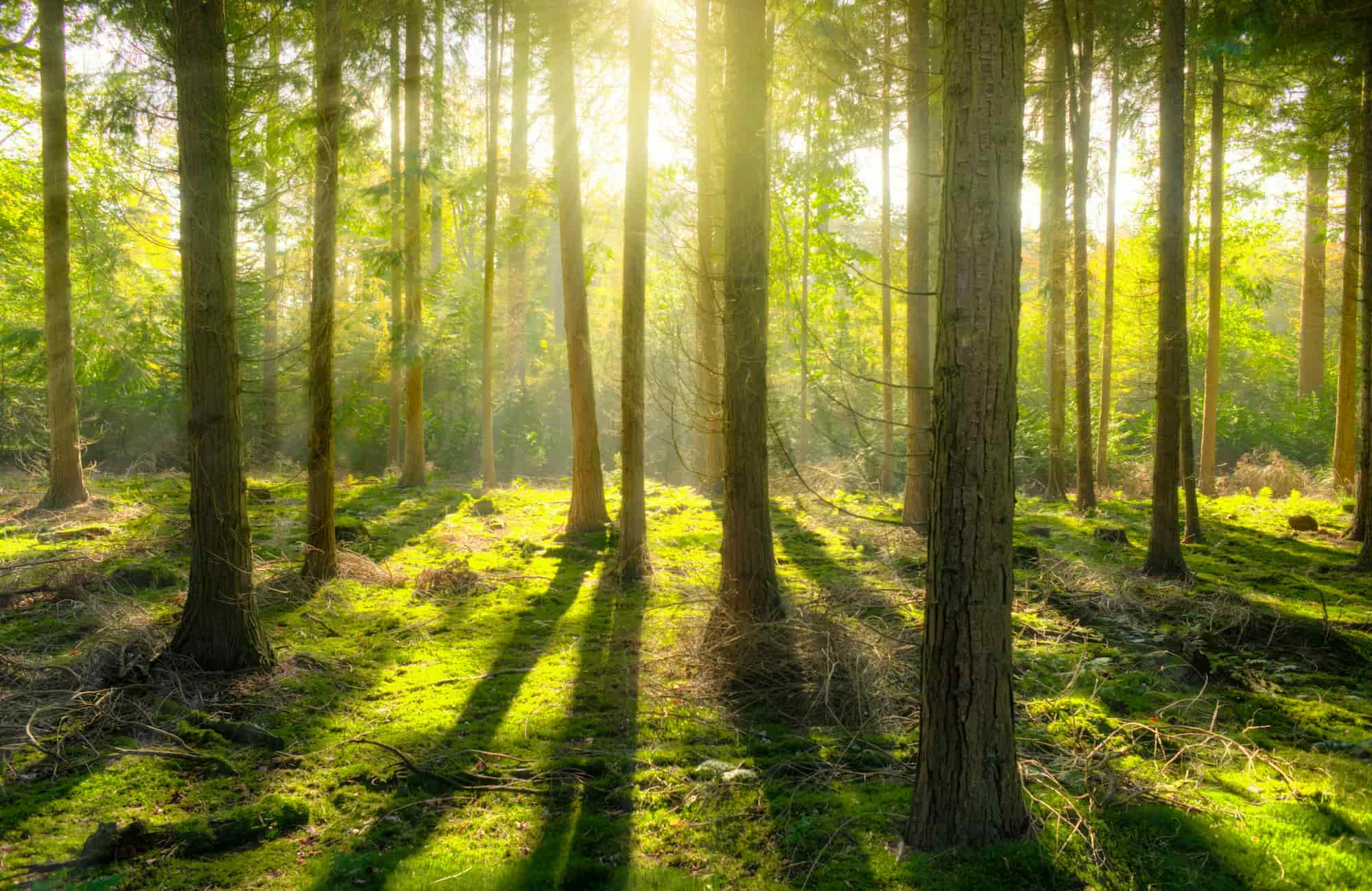Sonnenlicht im Wald zwischen hohen Bäumen